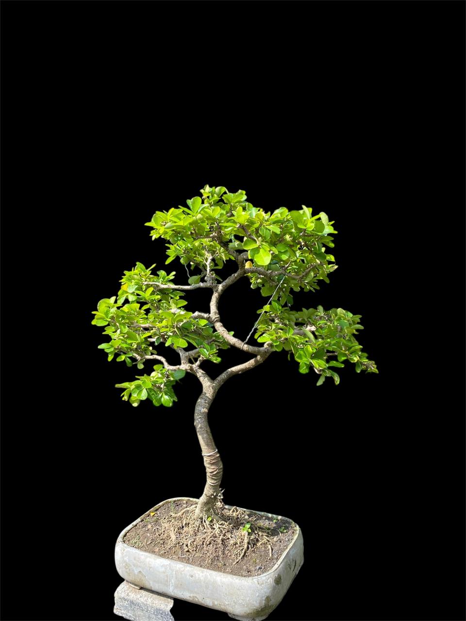 Aura Bonsai 18
