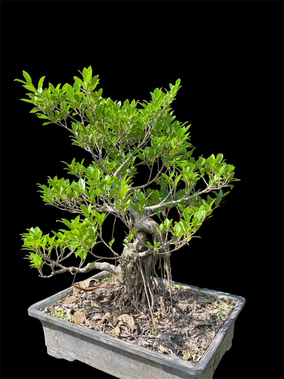 Aura Bonsai 19
