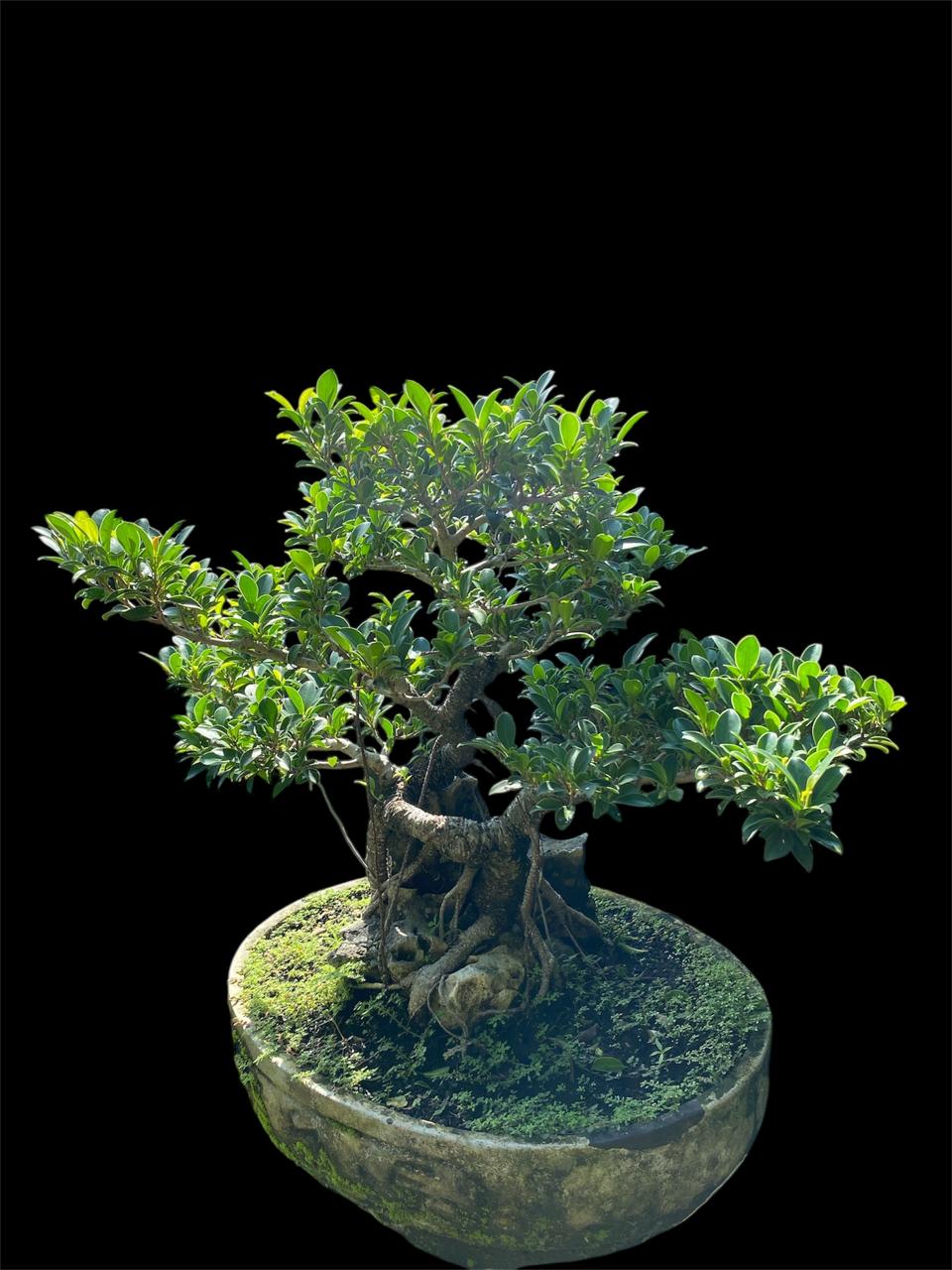 Aura Bonsai 2