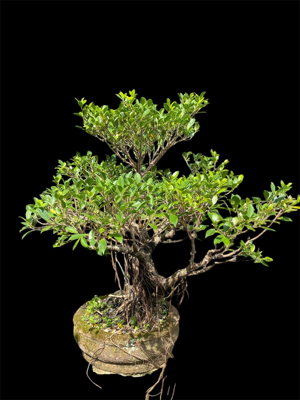 Aura Bonsai 20