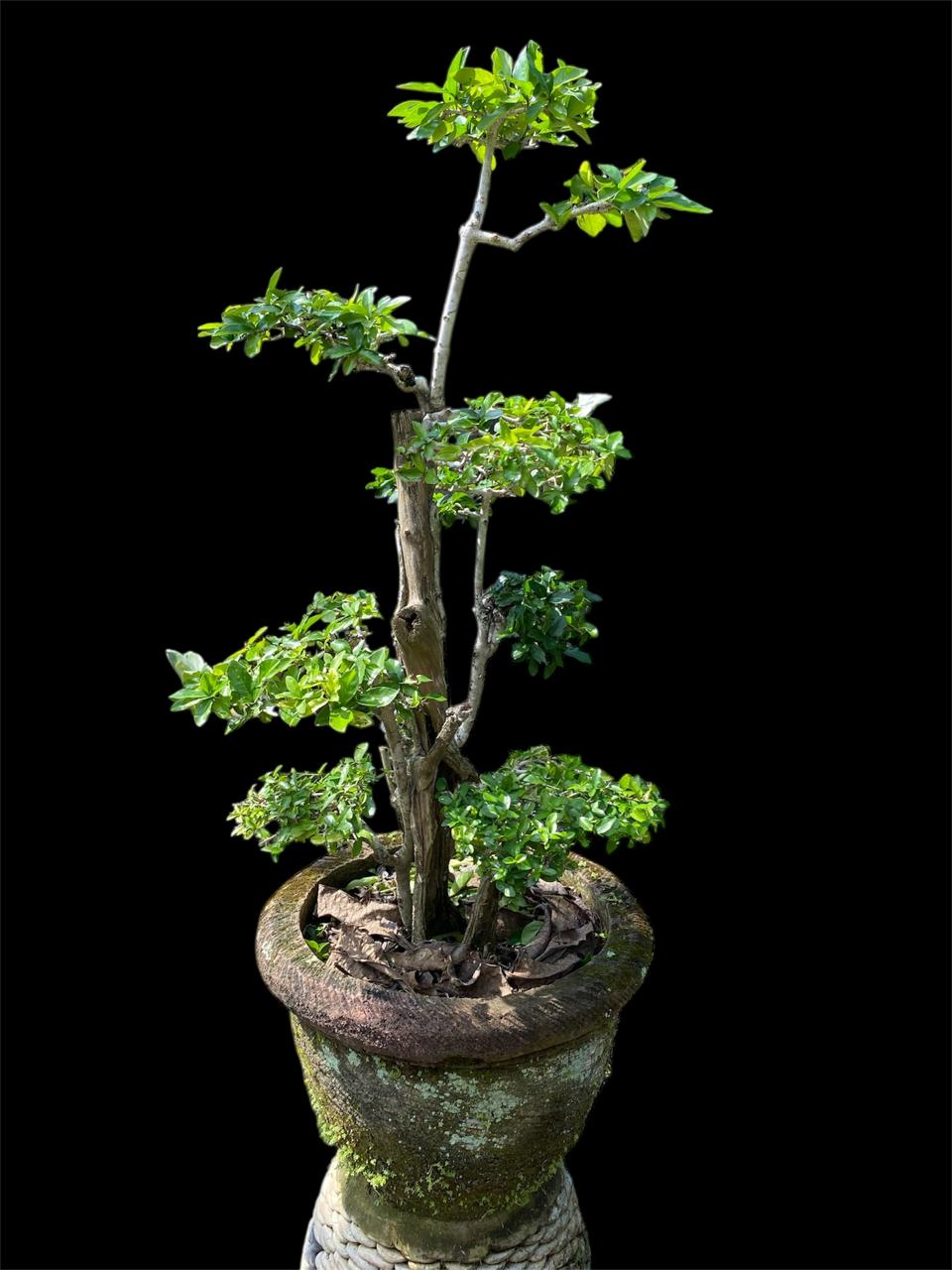 Aura Bonsai 21