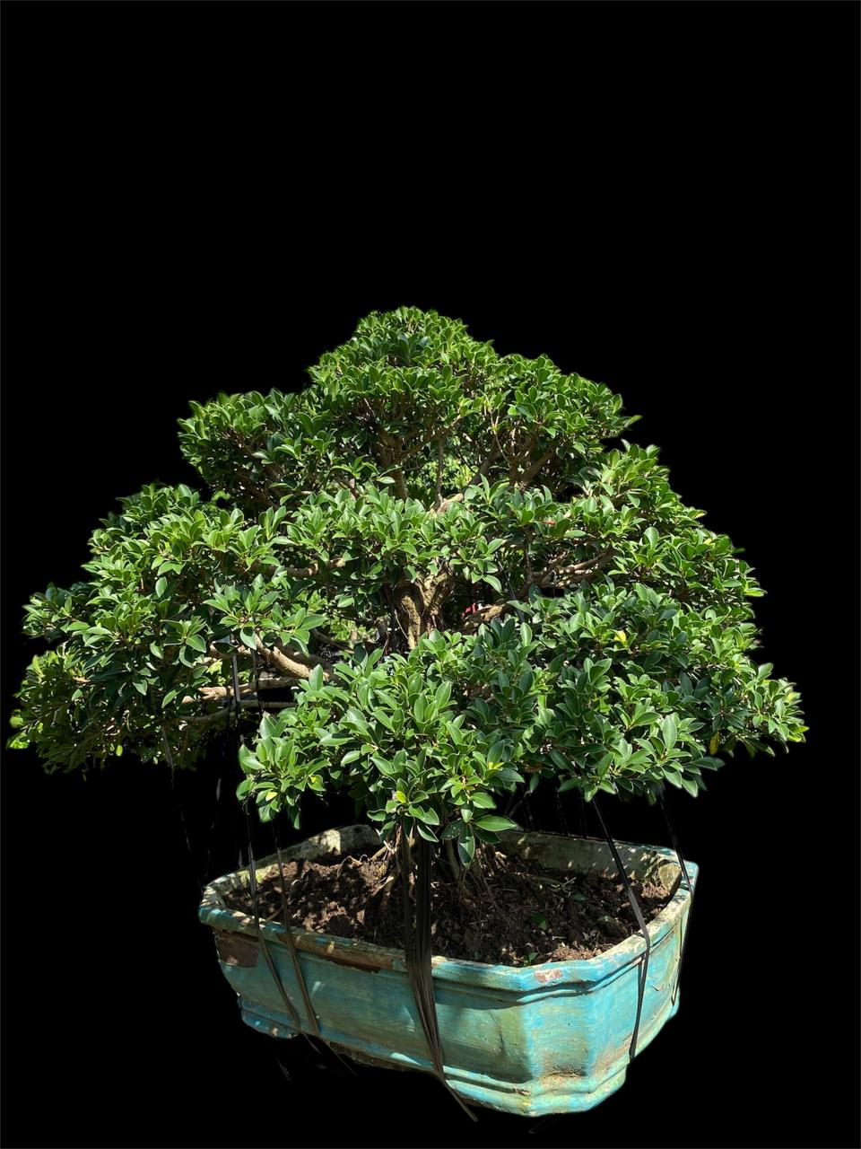 Aura Bonsai 22