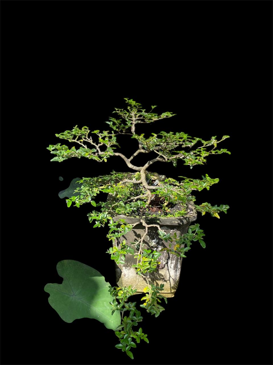 Aura Bonsai 23