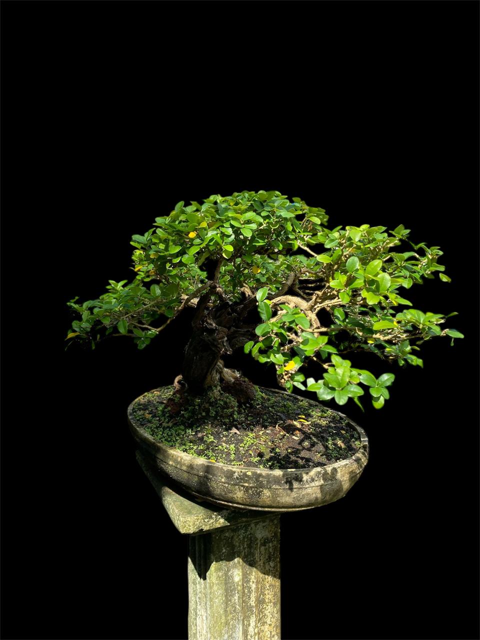 Aura Bonsai 24