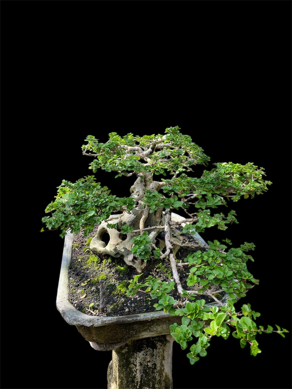 Aura Bonsai 25