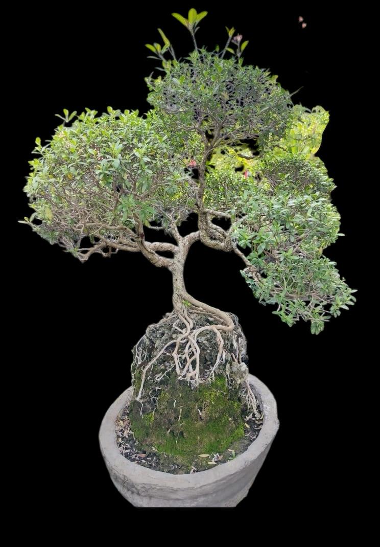 Aura Bonsai 34