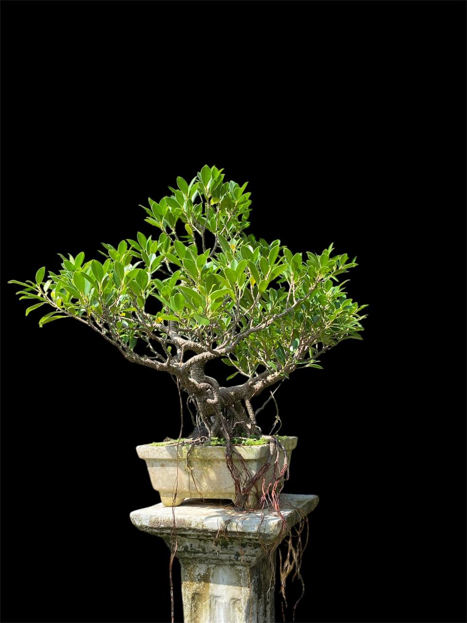 Aura Bonsai 4