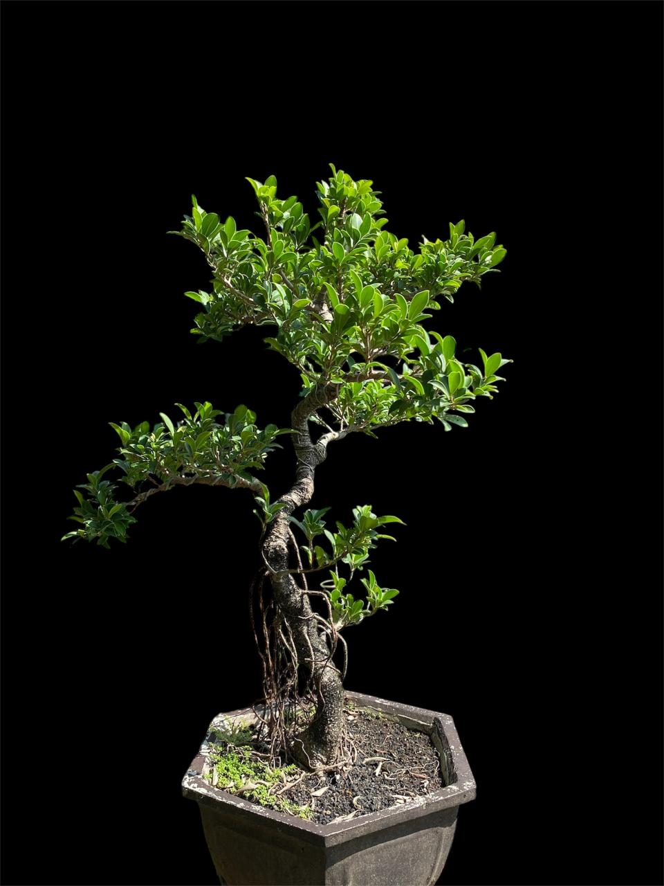 Aura Bonsai 5