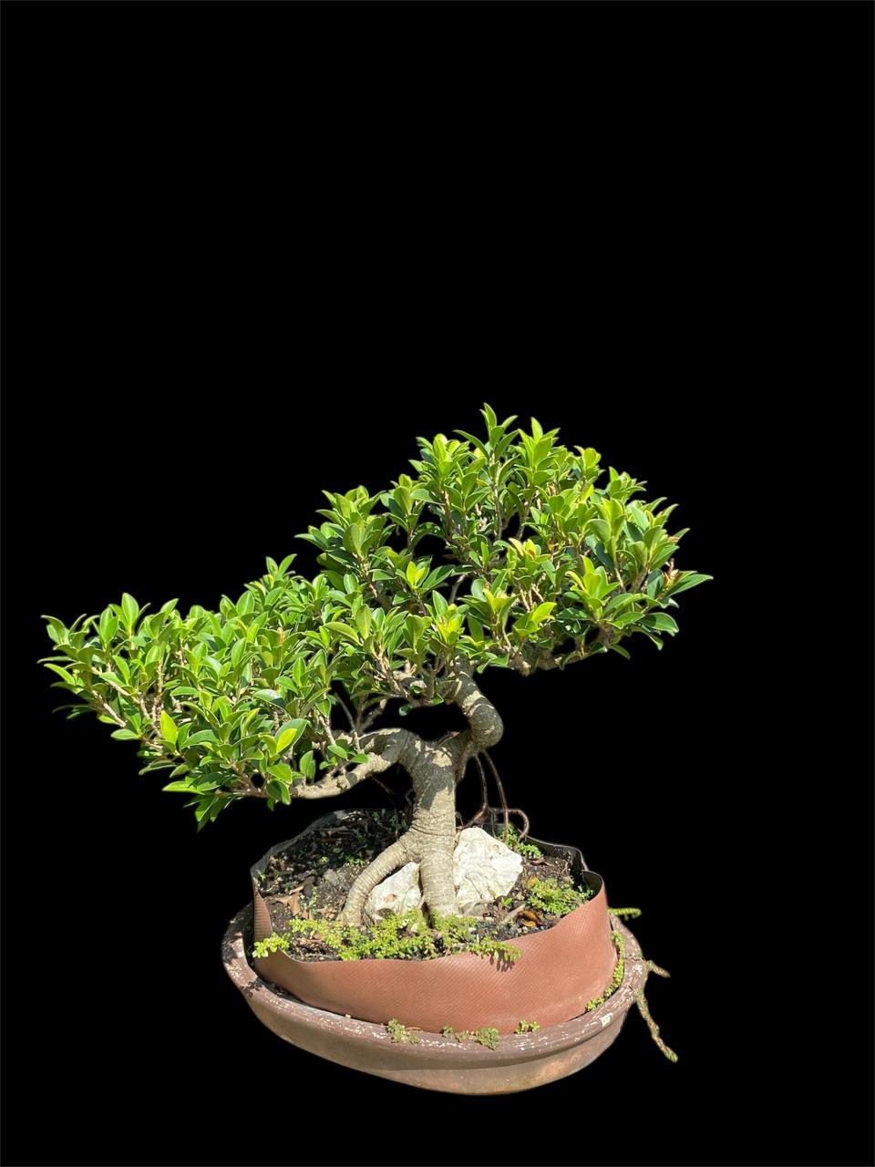 Aura Bonsai 5