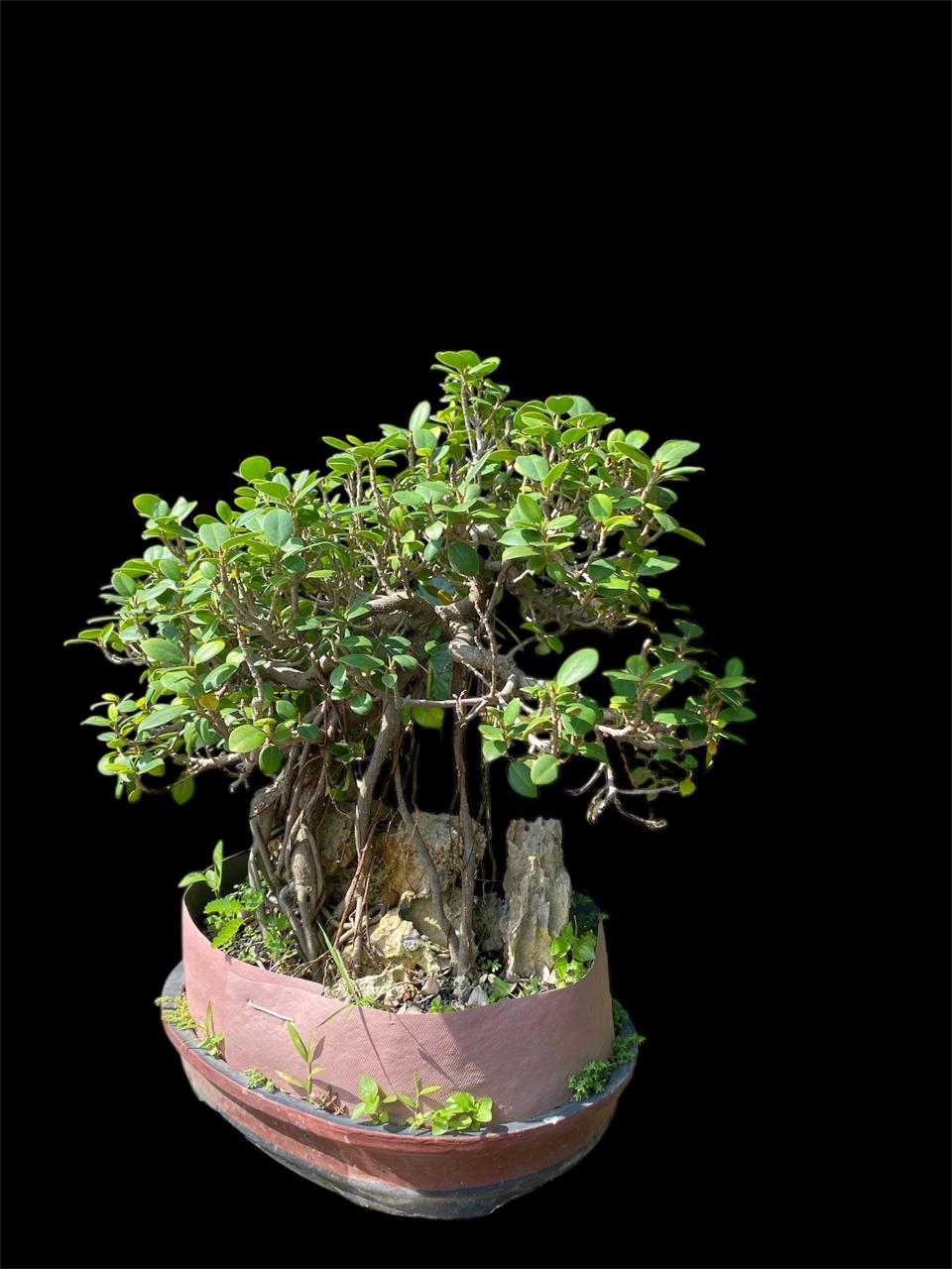 Aura Bonsai 7