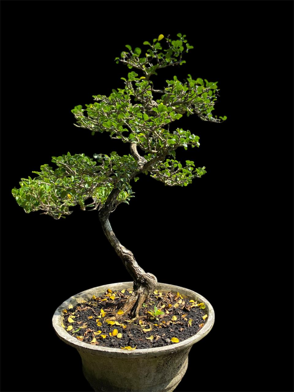 Aura Bonsai 8