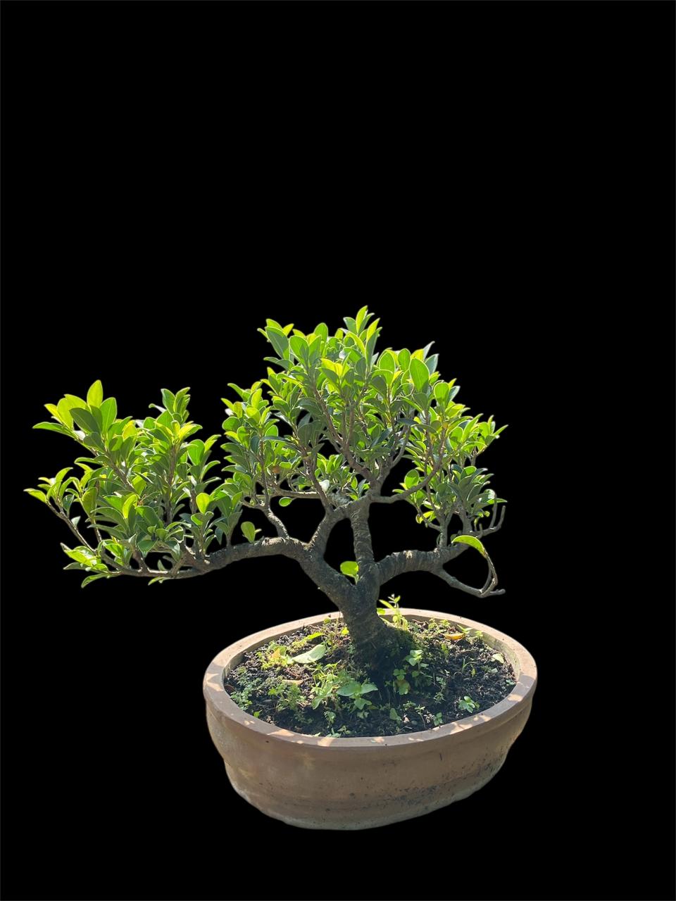 Aura Bonsai 9