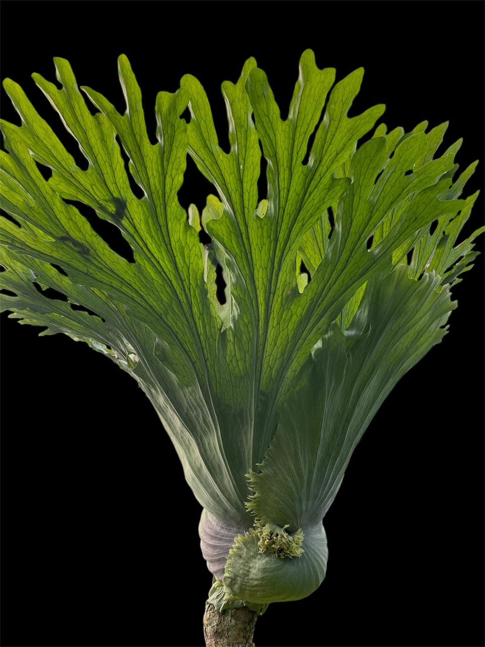 Aura Simbar 4
