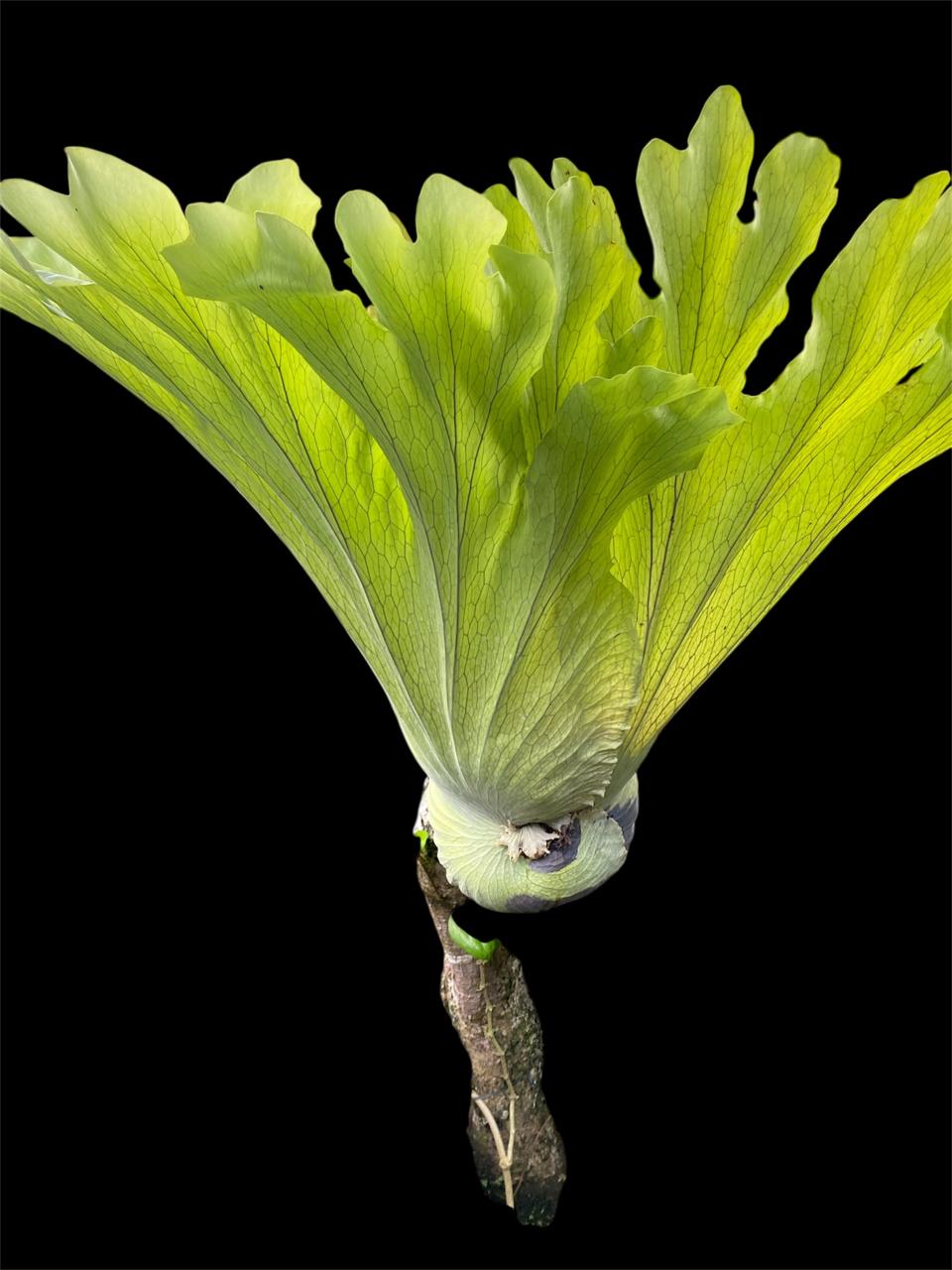 Aura Simbar 5