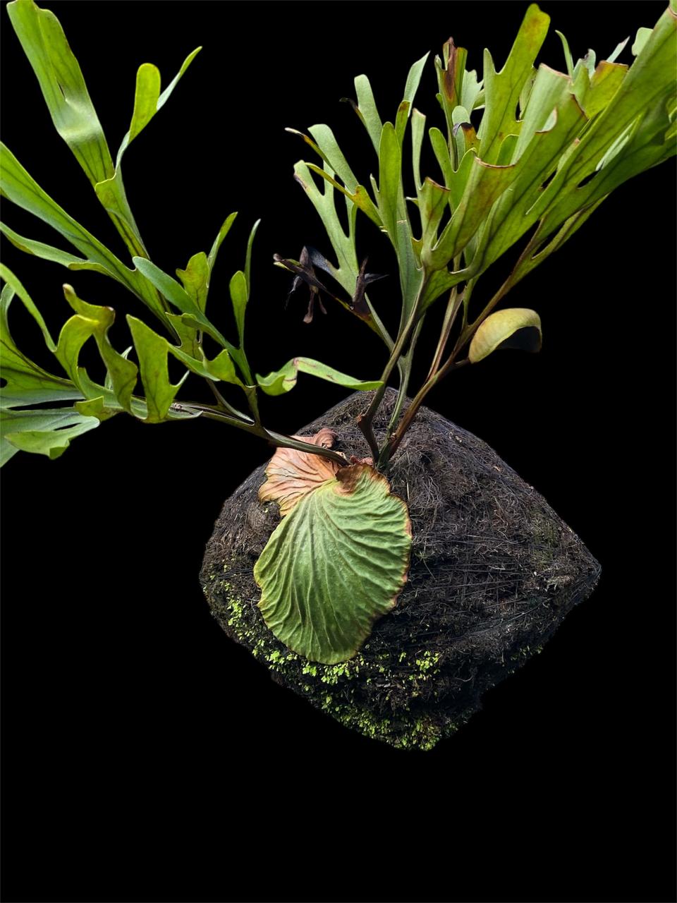 Aura Simbar 6