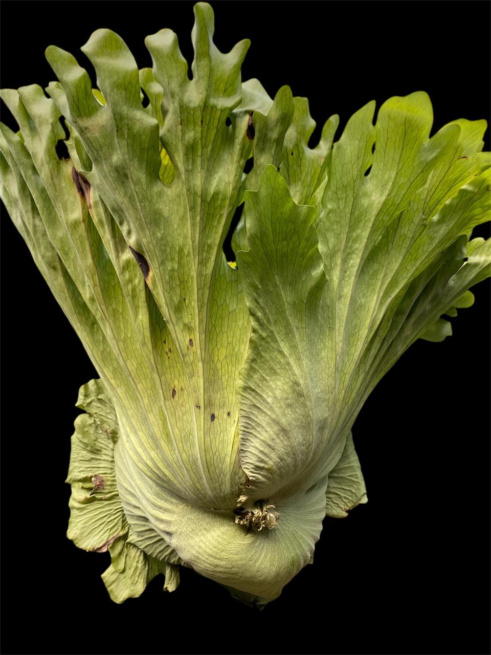 Aura Simbar 8