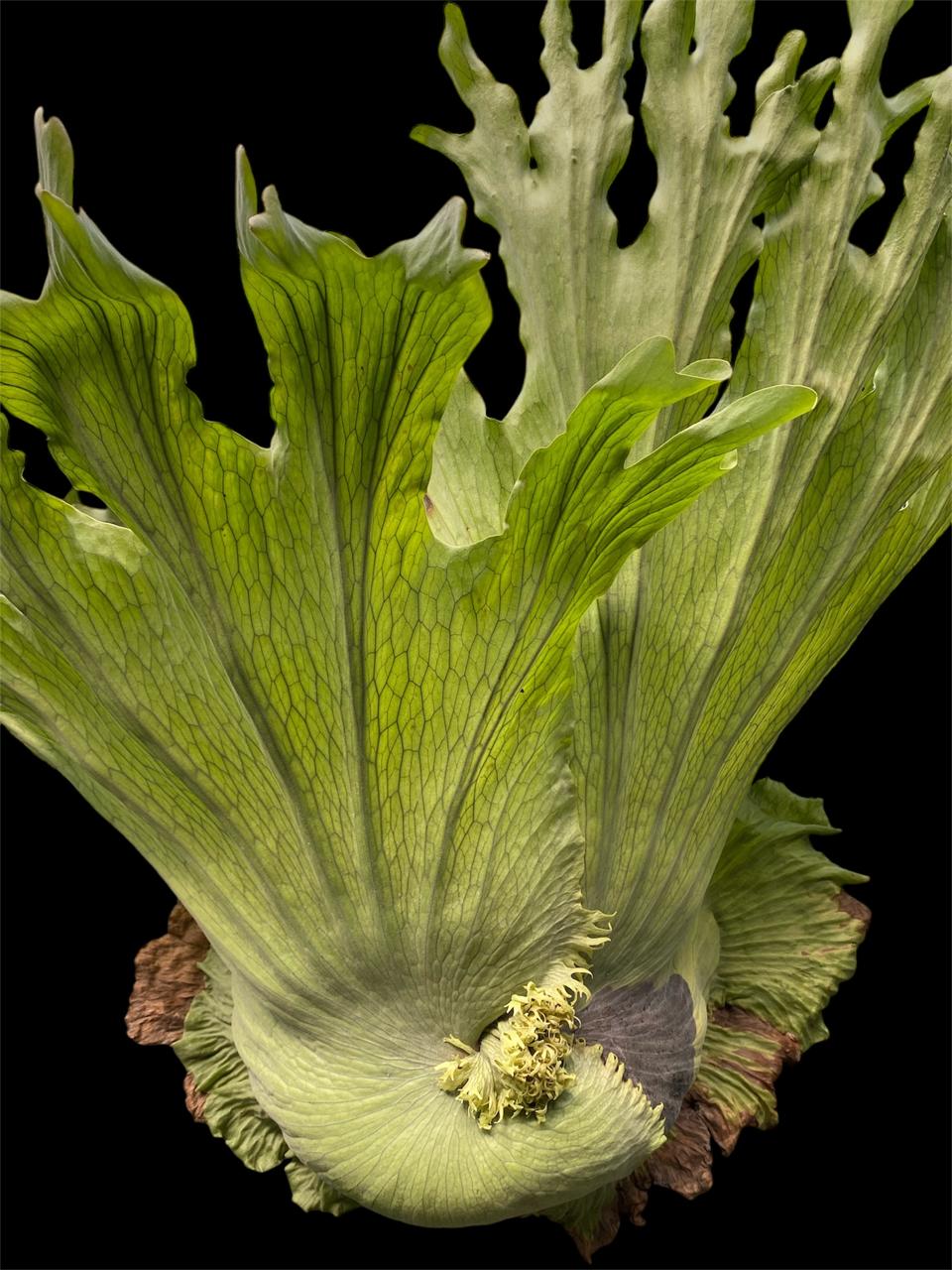 Aura Simbar 9